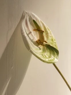 Symbolic Ohrringe Gold -Günstiges Kette Geschäft OE0790 1 1