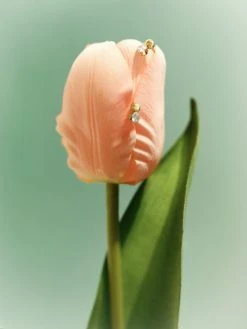 Classic Match Ohrringe Silber -Günstiges Kette Geschäft OE0792 510x680 1