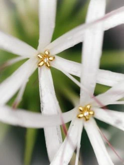 Simple Flower Ohrringe Silber -Günstiges Kette Geschäft OE0813 510x680 2
