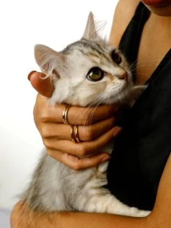 Glitter Ring Silber -Günstiges Kette Geschäft RE0176G.5 510x680 1